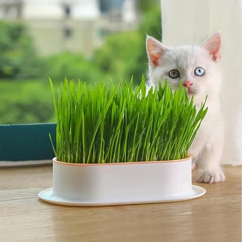 Graine hydroponique sans sol d'herbe de chat pour animaux de compagnie  poussant pour le nettoyage de la cavité buccale 
